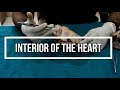 Heart 2 - Interior of the Heart