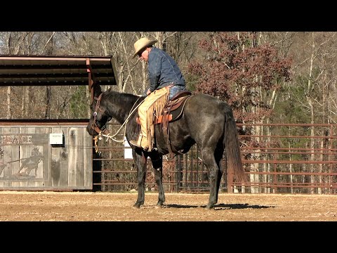 Helping a Heel Horse Find His Stop Again Continued Preview