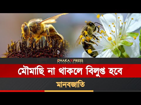 প্রকৃতির ভারসাম্য টিকে আছে যাদের পাখনায়