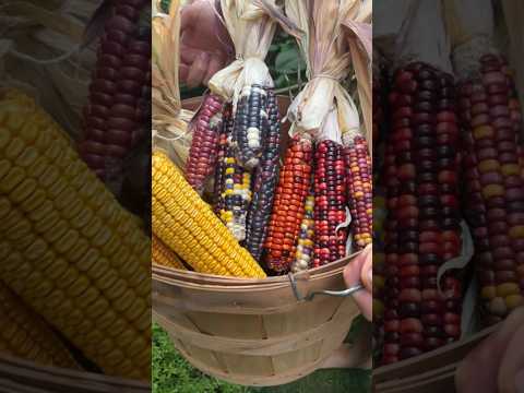 How we save heirloom corn seed #gardenharvest #growyourownfood #gardeningtips #seedsaving