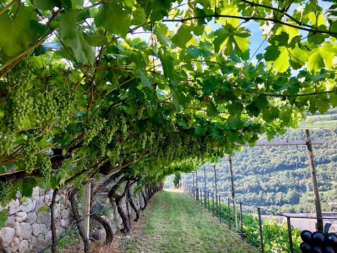 La Schiava - Lo storico Vitigno dell’ Alto Adige visto attraverso 3 preziose testimonianze