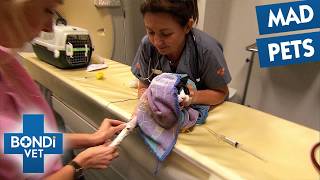 The SCARIEST Patients Bondi Vets Ever Treated!