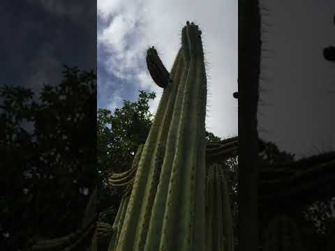 Trichocereus spp CHAVIN DE HUANTAR AD007