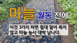 마늘 월동 전에 이것 3가지 하면 절대 얼어 죽지 않고 마늘 농사 대박 납니다. #주말농장 마늘 가꾸기 # …