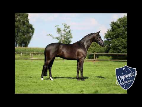 2008 Oldenburg gelding by San Amour