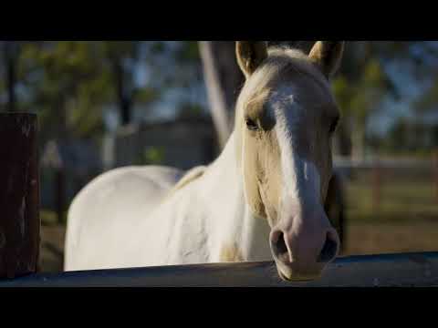 4236 Cunningham Highway, Mutdapilly, QLD 4307, 5 rūma, 2 rūma horoi, Lifestyle Property