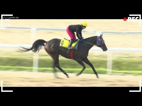 9/6-부산-신승옥-새벽조교,경마분석