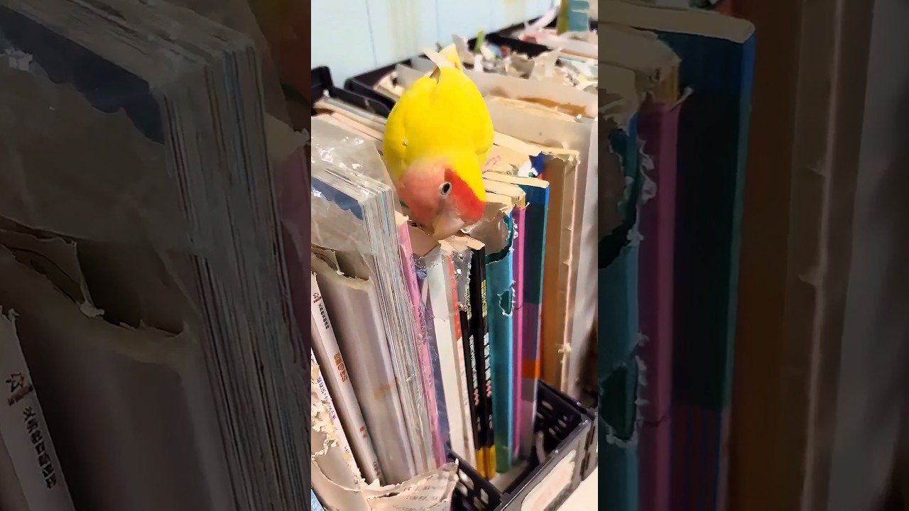 This parrot destroyed all my books.Cute pet bird videos #birds #parrots #parrot #pets #shorts