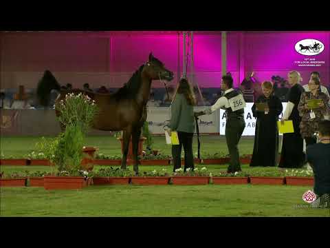 N 256 BASEEMAH AL KHALEDIAH II   10th Arabian Horse Show for local Breeders in Saudi Arabia 2021   M