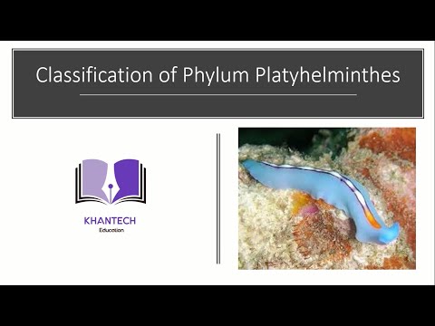 phylum platyhelminthes protostome sau deuterostome)