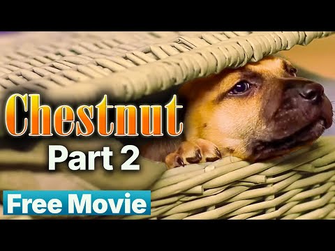 Chestnut: Hero of The Central Park - Chapter 02 "Moving To New York City"    | Official Movie