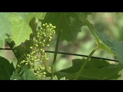 Reben-Pacht für Hildesheims Bischof Norbert Trelle