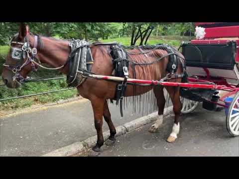 NYC Carriage Horses Ban Vote
