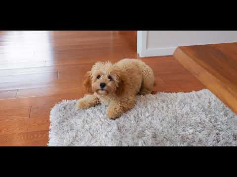 52A St Vincent Ave, Remuera - Jennifer Alexandre & Steve Koerber