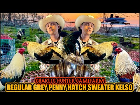 Regular Grey Penny Hatch Sweater Kelso ~ CHARLES HUNTER GAMEFARM