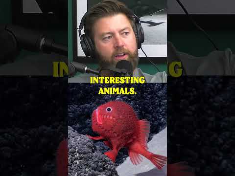 Scientists Discover 100 New Species in Deep Sea