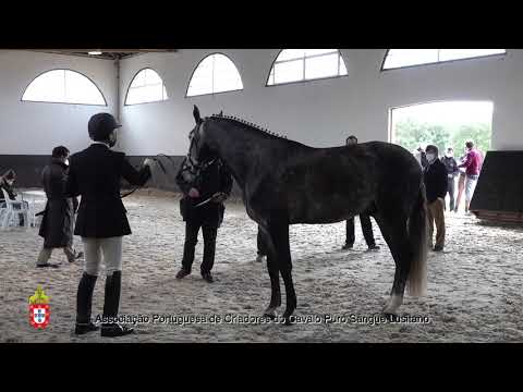 210203 9 Montevideu Fareja - Aprovação de Garanhões