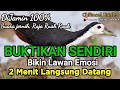 Suara Pikat Ruak Ruak Ter Uji Sangat Ampuh 100 Super Ganas Bikin Lawan Emosi