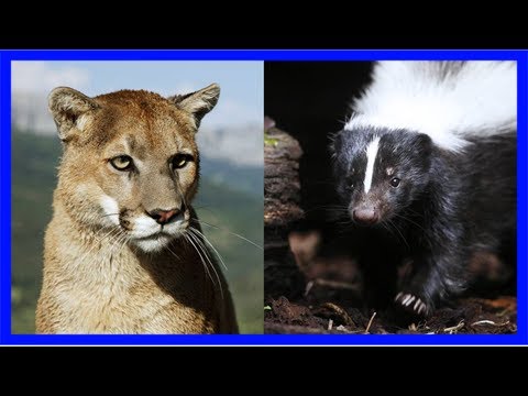 Beute wird zum jäger: stinktier nimmt es mit ausgewachsenem puma auf