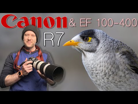 Canon R7 & EF 100-400 II: My Favourite Setup for Bird Photography