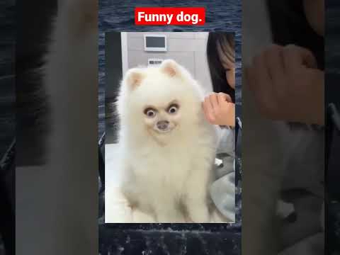 ¿Gracioso perro? 💀 #dog #miedo #demonios #paranormal #noche