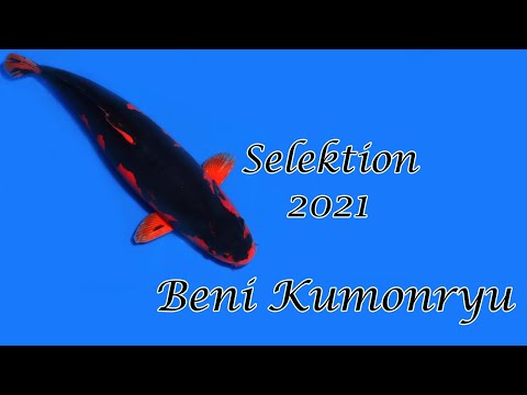 Koi-Selektion 2021 | Beni Kumonryu