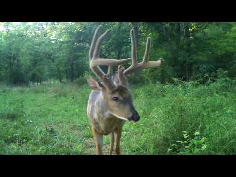 Big 8 Point Trail Cam Video