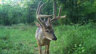 Big 8 Point Trail Cam Video