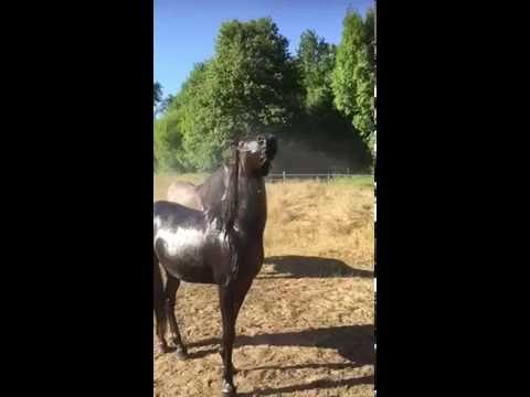 ELKHOMS 2 year old arabian colt loves the shower