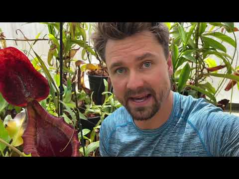 2021 Part 2 - Highland Greenhouse Tour Mostly Nepenthes￼ - Jeremiahs Plants