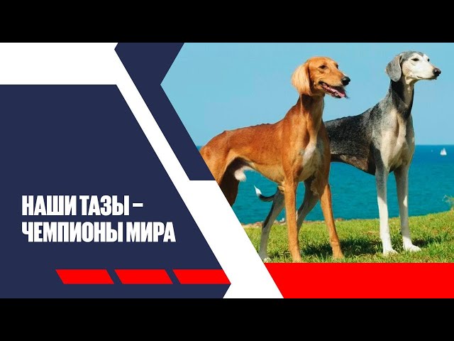 Наши Тазы - чемпионы мира