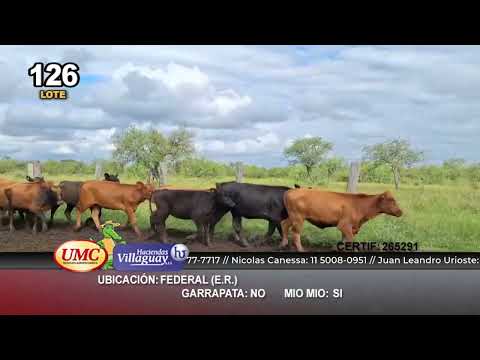 Lote 62 Vaquillonas en Federal, Entre Ríos