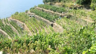 preview picture of video 'Vernazza vineyards, Vernazza, Cinque Terre, La Spezia, Itay, Europe'