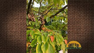 Q&amp;A – My dogwood is dying. Can it be saved?