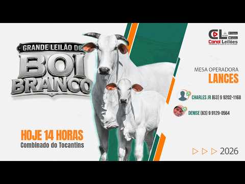 GRANDE LEILÃO DO BOI BRANCO PARQUE DE LEILÕES GATO SERGIPANO | COMBINADO-TO  09/05/2026