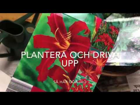 Plantera barrotade perenner Driv upp inomhus för odla på balkongen i kruka eller i trädgården