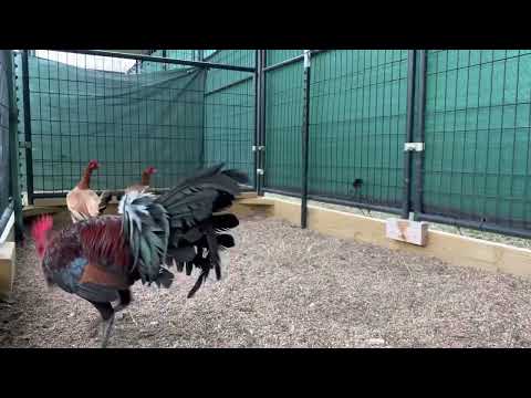 Leiper X Albany old red rooster