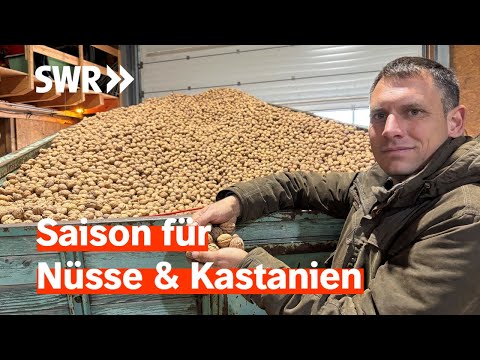 Ganz groß im Herbst: Nüsse und Kastanien essen, pflanzen, erleben  | Treffpunkt