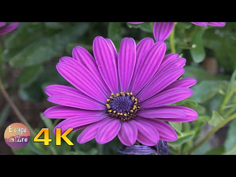 4K Super bloom spring wildflowers - Sounds of Birds Bees Crickets - Breathtaking colors of nature