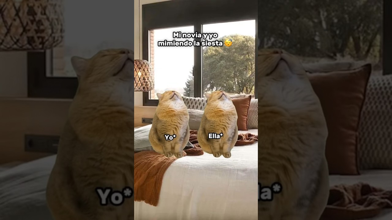 MI NOVIA Y YO DURMIENDO LA SIESTA #gatos #gatostiktok #couple #parejas #pareja #novios #gato