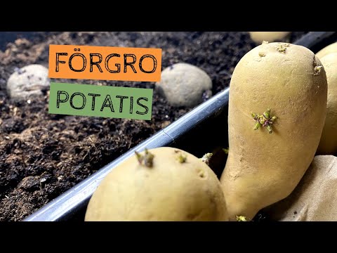 POTATIS - att förgro dem eller rota dem. Kan man få en tidigare skörd?