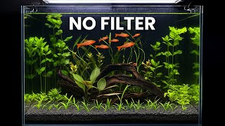 How To Make A No Filter, Natural Planted, Dirted, Low Tech, Ecosytem Aquarium
