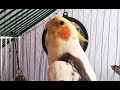 Говорящий попугай корелла говорит - Кеша хочет пиво 