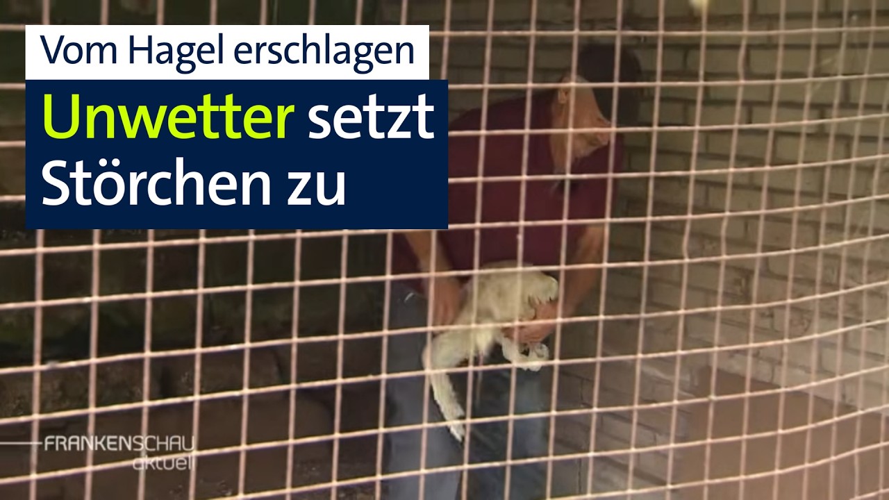 Tödlicher Hagel-Schlag: Störche sterben in Folge von Unwetter | BR24