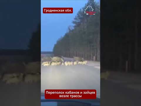 🐗🐇 Кабаны и зайцы остановили трассу! Такое в Беларуси сняли впервые #Беларусь #Гродно #кабаны #зайцы