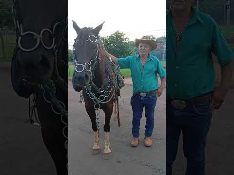 Sr Sebastião Ferreira Maior Domador De Barbosa Ferraz PR