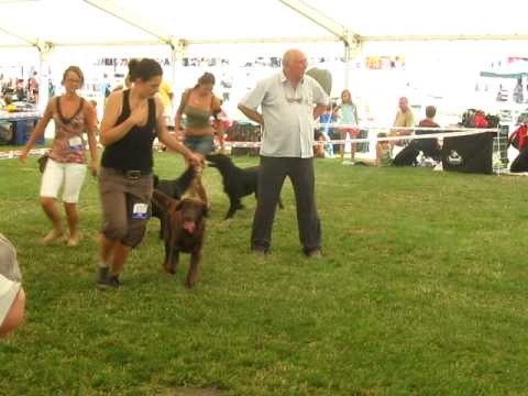 Národní výstava psů Mladá Boleslav 2.