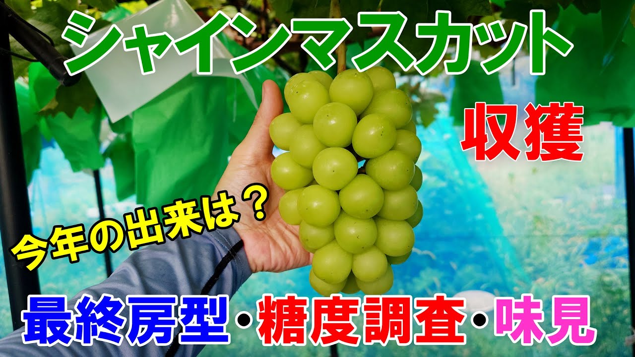 シャインマスカットの収穫　最終房型・玉張り・糖度調査と味見　２０２５年版