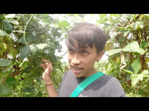 SE02EP080 - PAG HARVEST ng PIPINO at SITAW ( Pork Ribs Recipe ) BUHAY BUKID - San Pablo City, Laguna