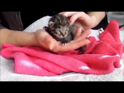 comment appliquer frontline spray chaton